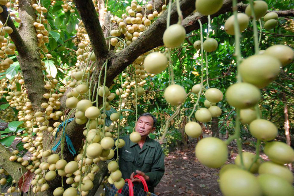 ben-tre-orchard-garden-my-tho-ben-tre-full-day-group-tour-1