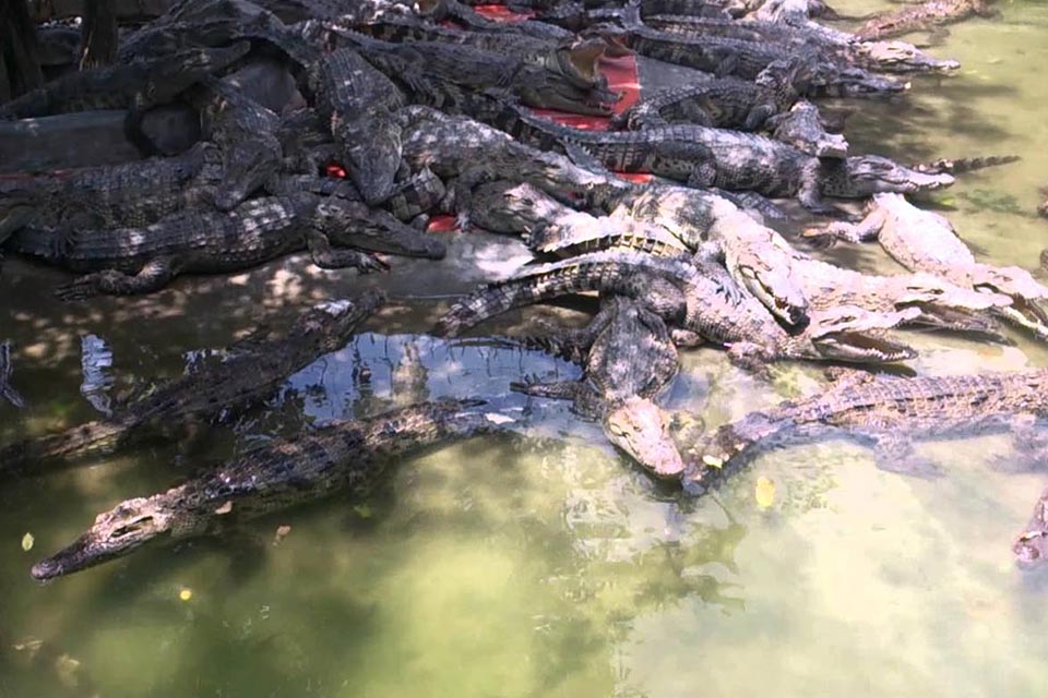 crocodile-farm-my-tho-can-tho-chau-doc-3-days-2