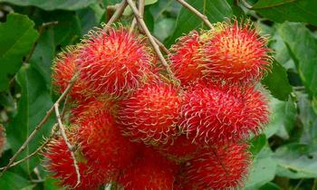 Orchards in Phu Quoc island attracts tourists