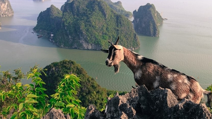 The mountainous goats on Bai Tho