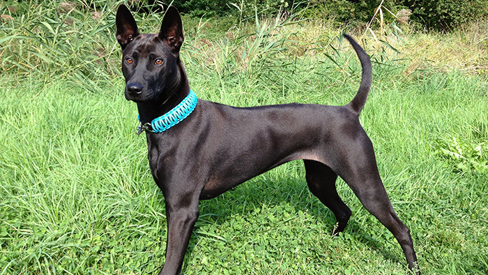 Phu Quoc ridgebacks with tails like the hook