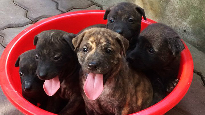 Phu Quoc ridgebacks