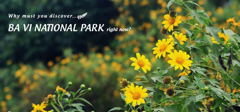 Why must you discover Ba Vi National Park right now?