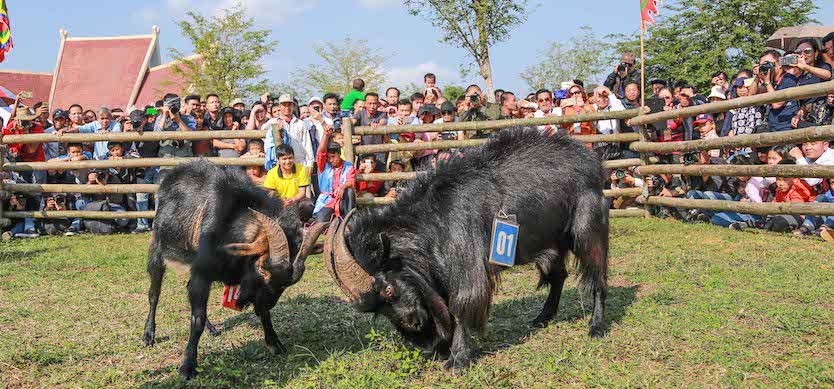 Impressed with Goat Fight in Hoang Su Phi – Ha Giang – Vietnam