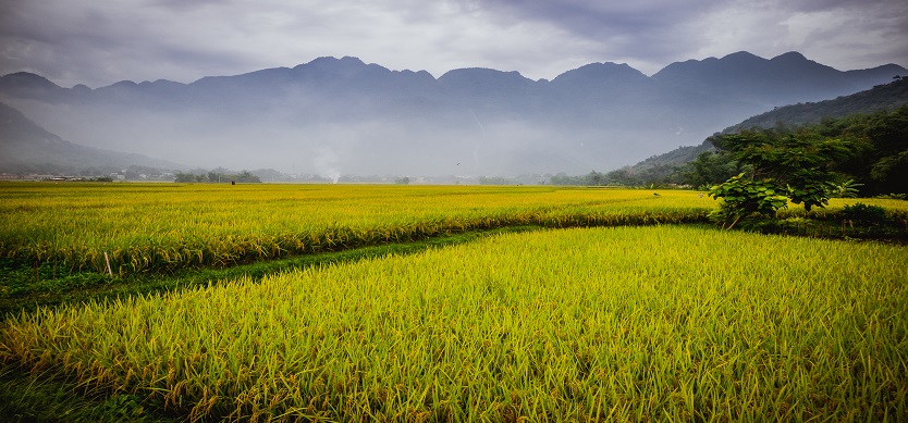 Mai Chau tourism: The golden terraced fields in the ripe rice season