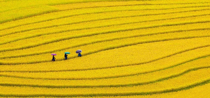 The most popular symbols of Vietnamese village