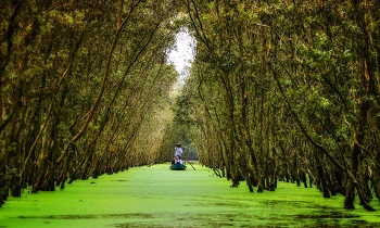 Useful travel guides in Tra Su Forest