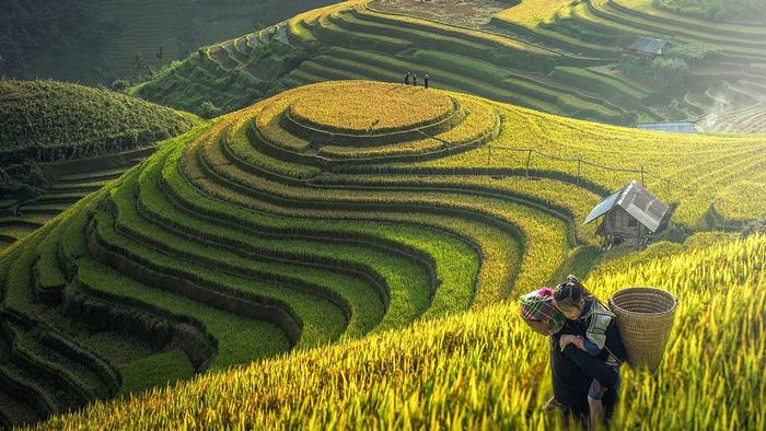 Beautiful terraced rice fields in Sapa