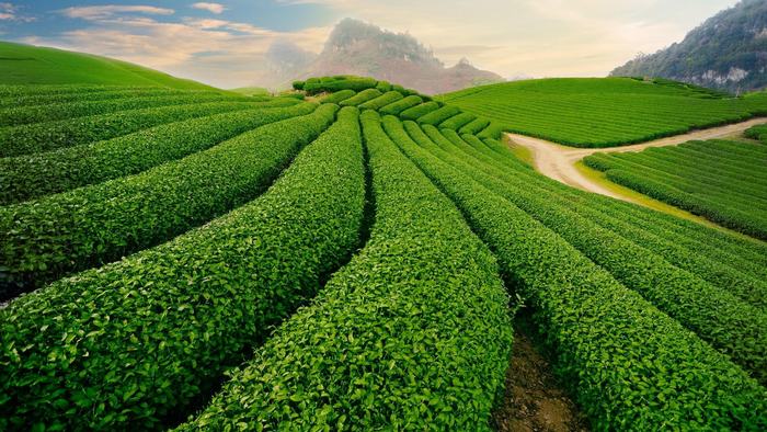 The beauty of green tea hills