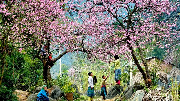 Spring in Moc Chau