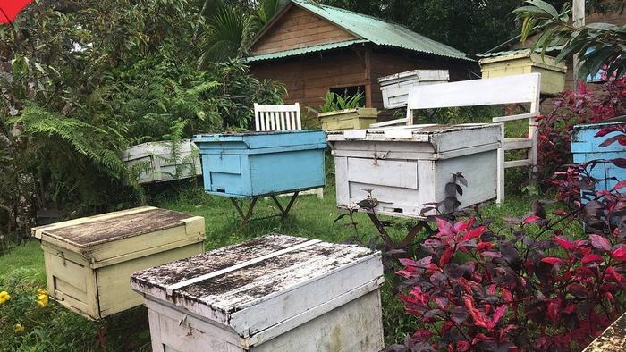 Phu Quoc Bee Farm