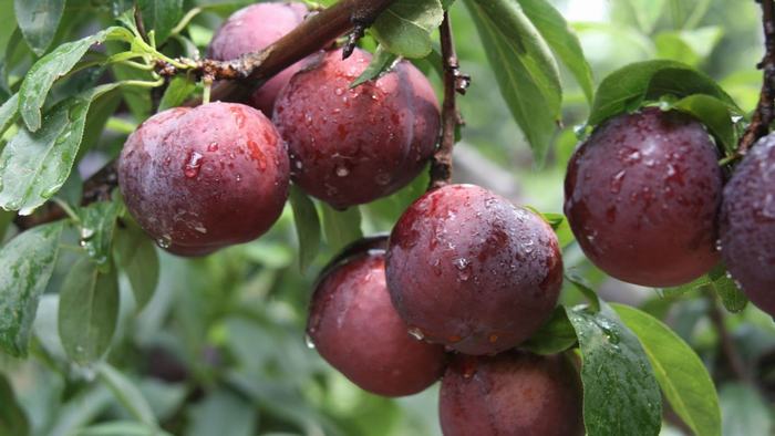 Plums in Sapa