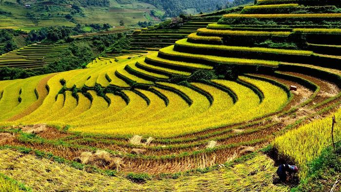 Rice terraces in Sapa