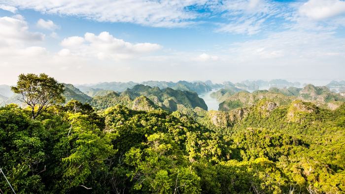 The lush nature in Cat Ba National Park