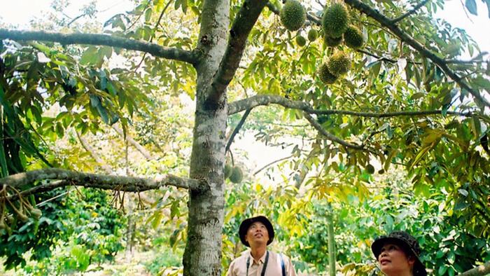 Orchards in Mekong Delta