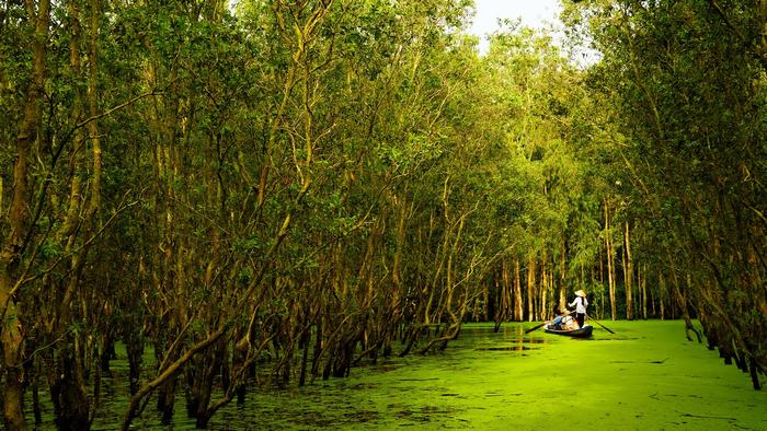 Tra Su Mangrove Forest