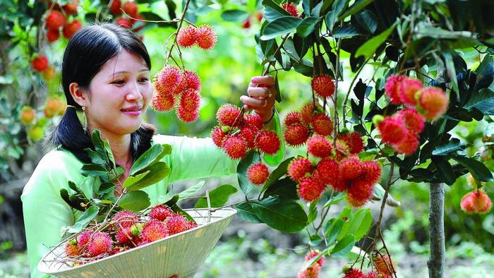 Orchard in An Binh