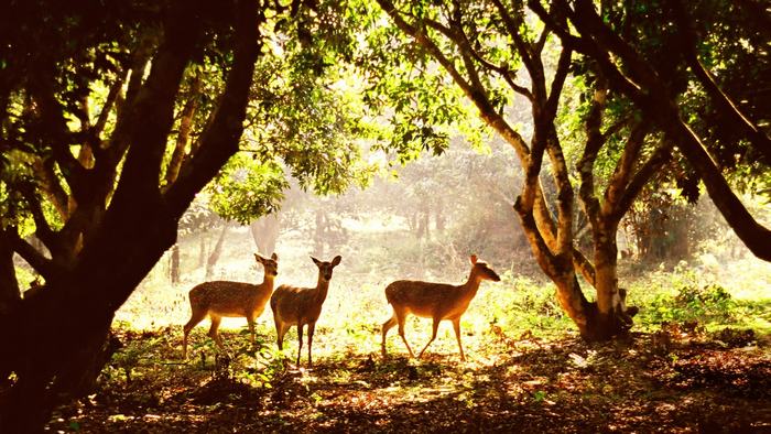 Cuc Phuong National Park