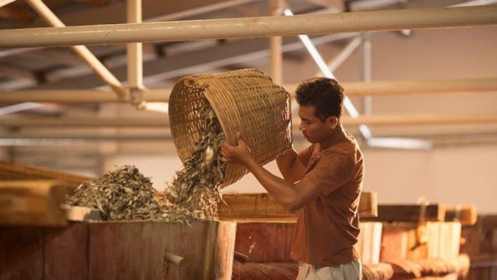 Making fish sauce