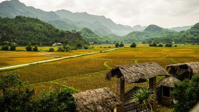 Rice paddies in Mai Chau