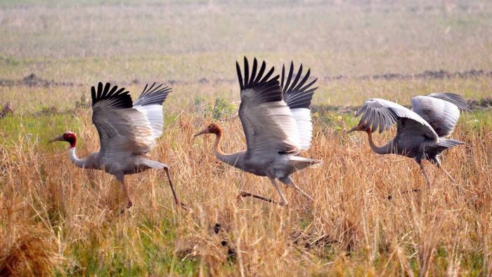 Eastern Sarus Crane