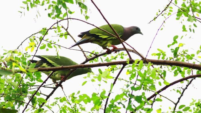 U Minh Thuong National Park