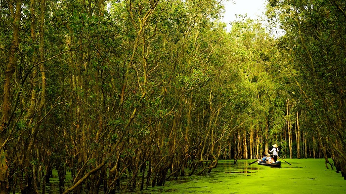 Tra Su Mangrove Forest