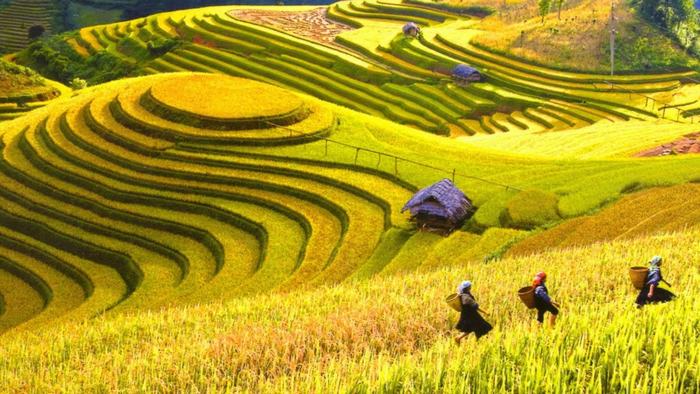 Rice terraces