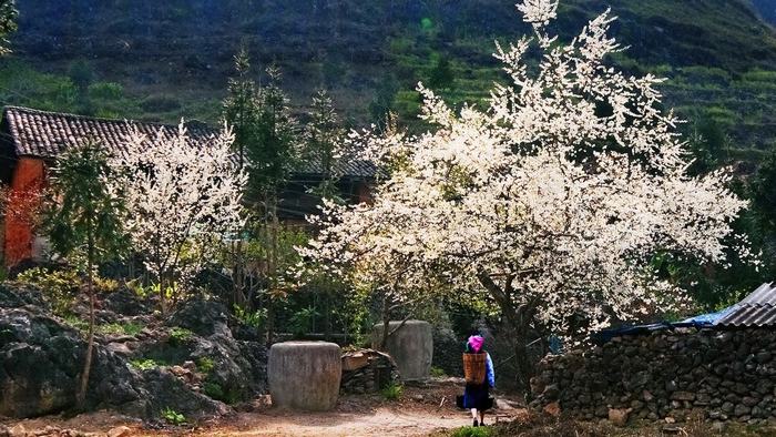 Sapa in spring