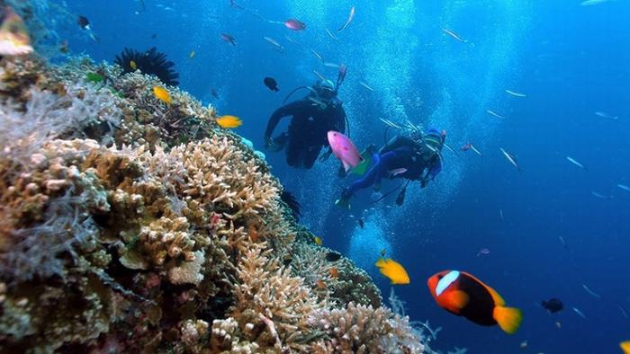 Scuba diving in Con Dao