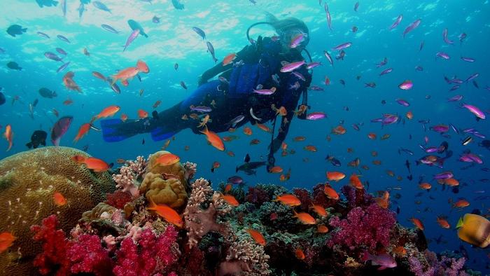 Scuba diving in Phu Quoc