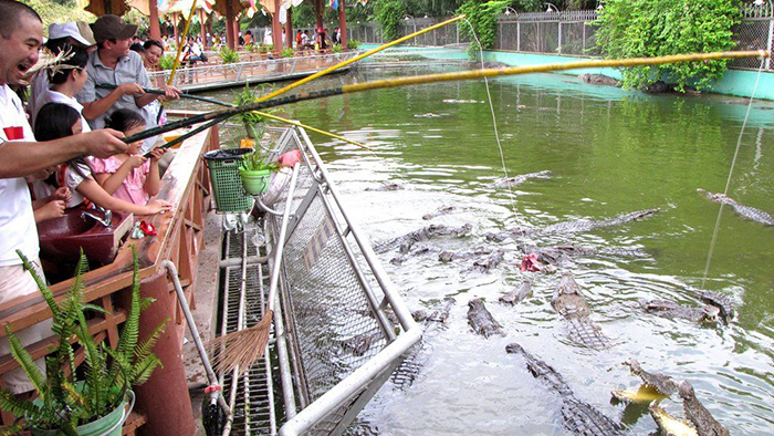 Having fun at the crocodile farms