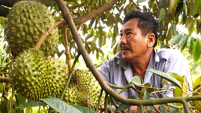 Durians in Mekong Delta