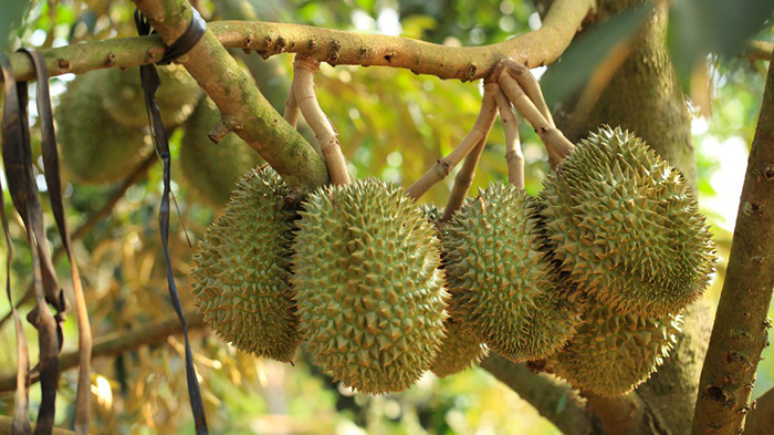 A special fruit you should try in Vietnam