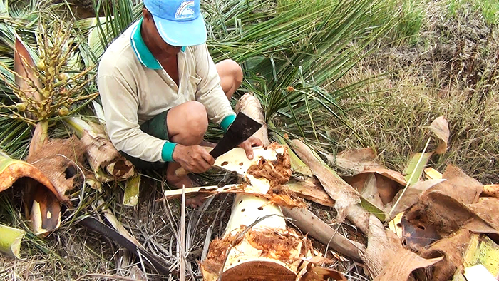 People catch larvae inside the coconut trees