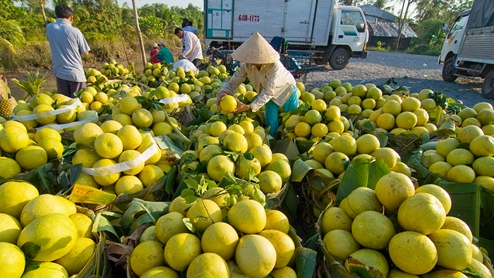 Exporting fruits in Mekong Delta