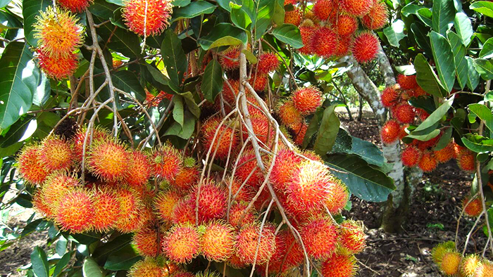 Rambutan in Mekong Delta