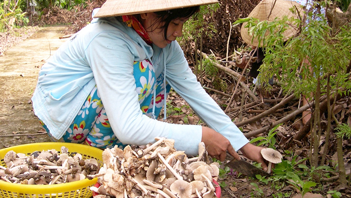 Harvesting termite mushroom in Ben Tre