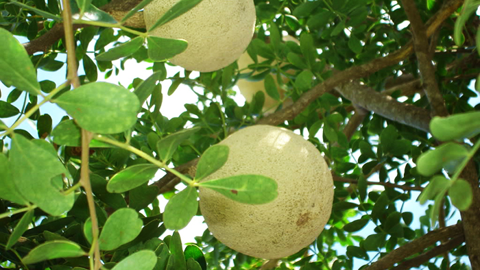 "Trai quach", or wood apple, is very popular in the Mekong region