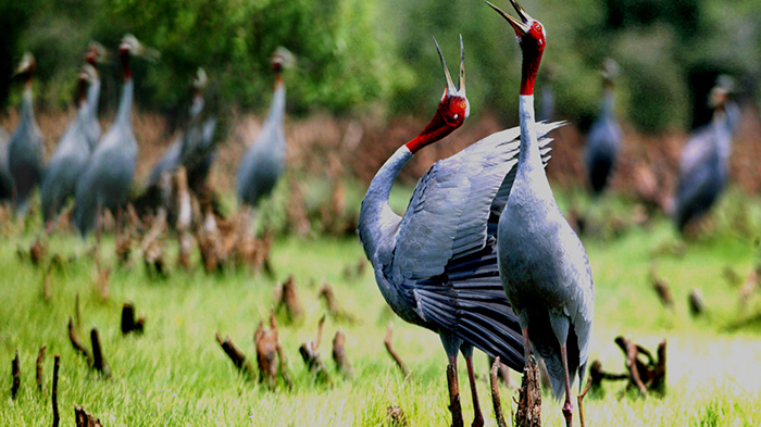 The rare red-headed cranes at Tram Chim