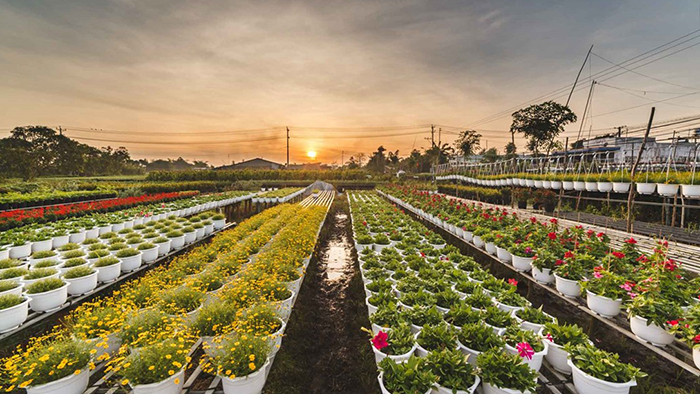 Sa Dec flower farms at dawn