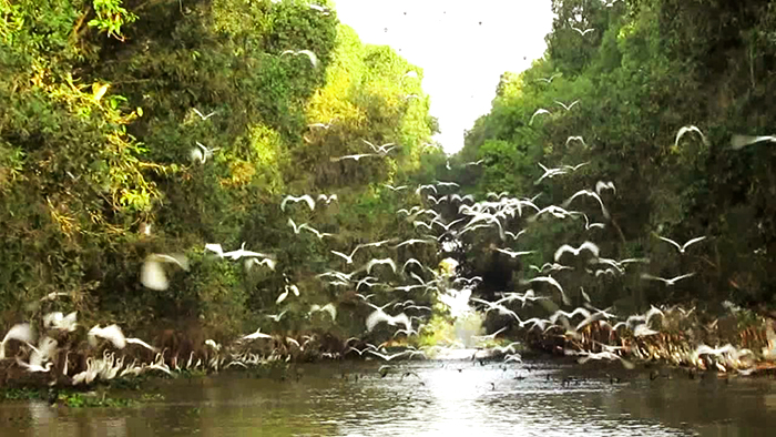 The diverse resource of birds in Tram Chim