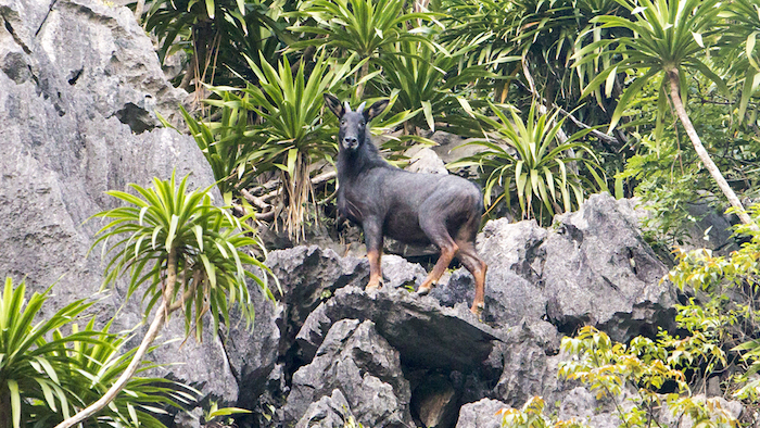 Cat Ba National Park