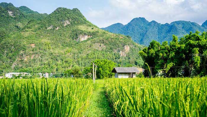 The poetic scenery in Mai Chau