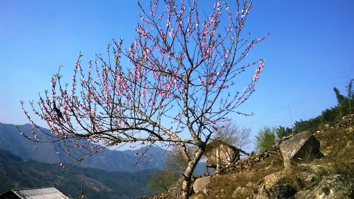 Sapa forests
