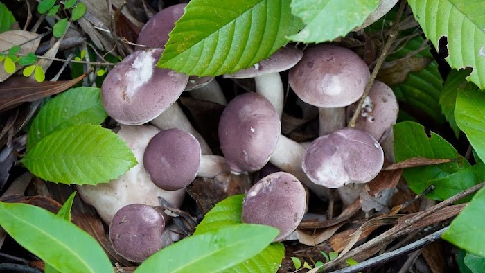 Bitter Bolete mushrooms are quite rare