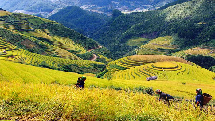 Terraced rice fields in Sapa