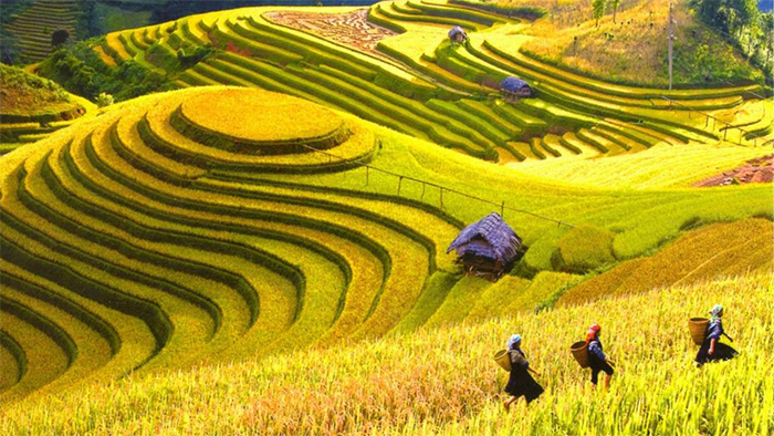 Mu Cang Chai