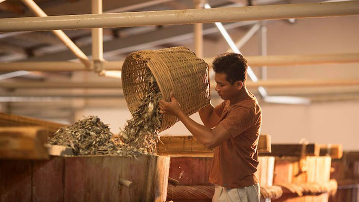 Watching the process of making Phu Quoc fish sauce