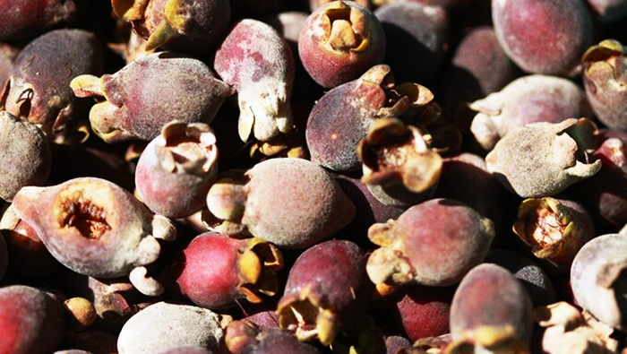 Tomentose rose myrtle fruit on Phu Quoc island